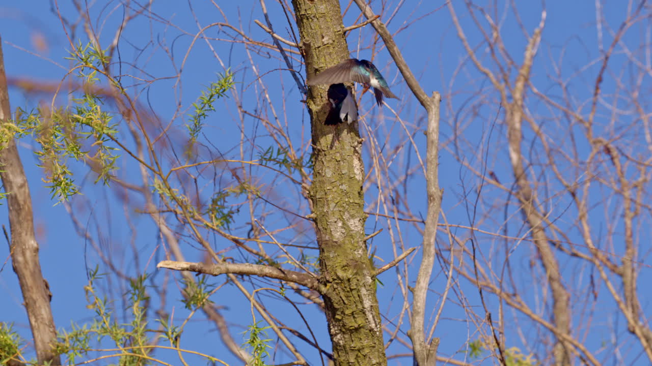 Purple martins dart and dive in slow motion courtship flight.