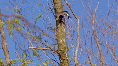 purple martins dart and dive in slow motion courtship flight.