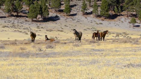 Caballos-De-La-Pradera-En-Una-Manada