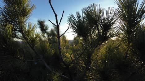 El-Vídeo-Muestra-La-Luz-Del-Sol-Filtrándose-A-Través-De-Las-Ramas-De-Un-Pino,-Creando-Un-Juego-De-Luces-Y-Sombras-En-El-Entorno-Del-Bosque.