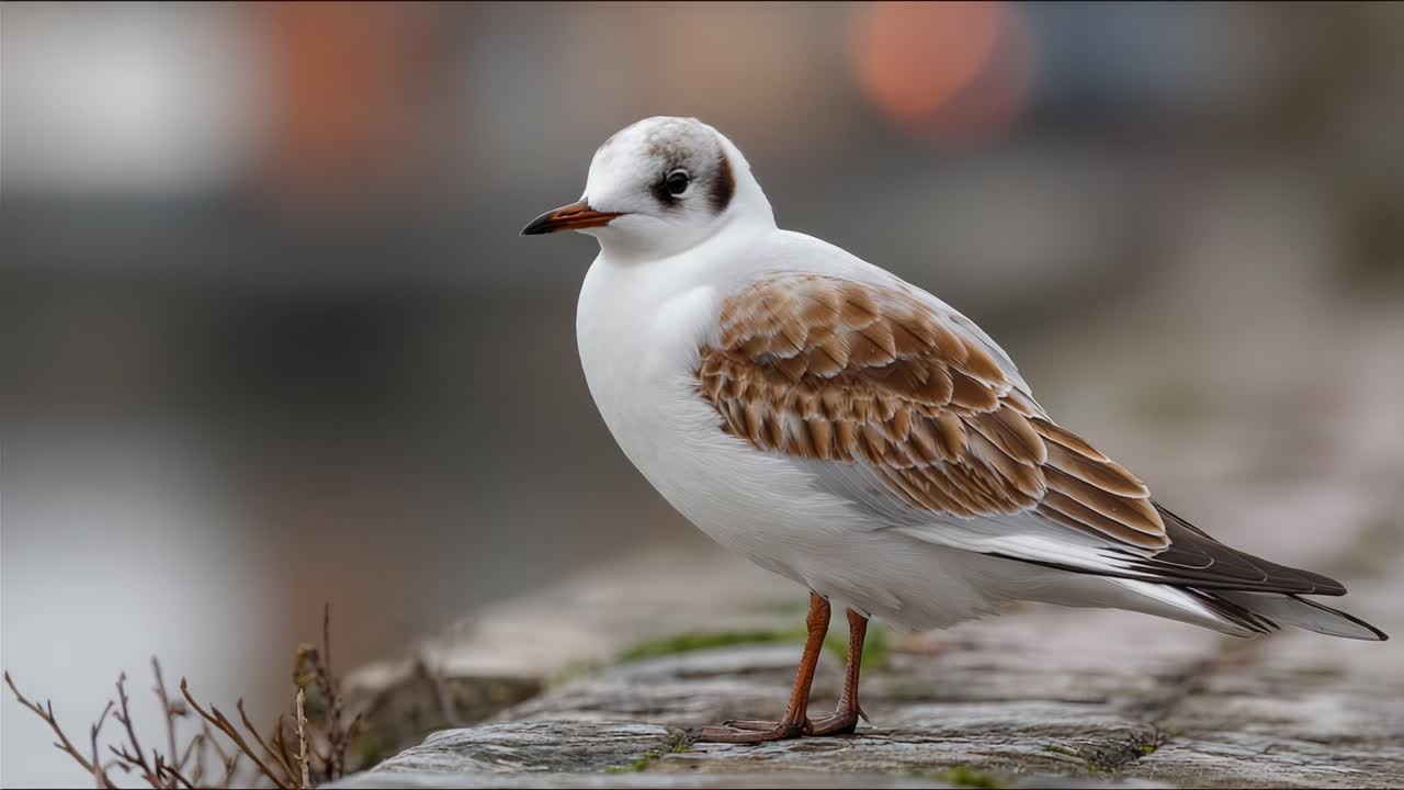 A Stunning Profile of an Elegant Bird Gracefully Posing Near the Water's Edge in a Serene Environment, Showcasing Its Beautiful Plumage and Unique Features