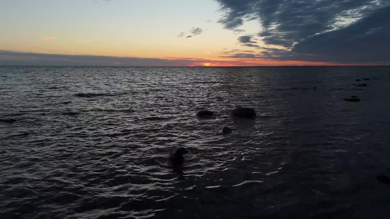 Unkarinvizslakoira leikkimässä merivedessä auringonlaskun aikaan kesäiltana, kultaisen valon ja aaltojen luodessa luonnollisen näkymän. 4K-dronevideo matkailuun, rentoutumiseen ja luontoon.