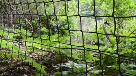 square link fence on edge of forest woods line close up