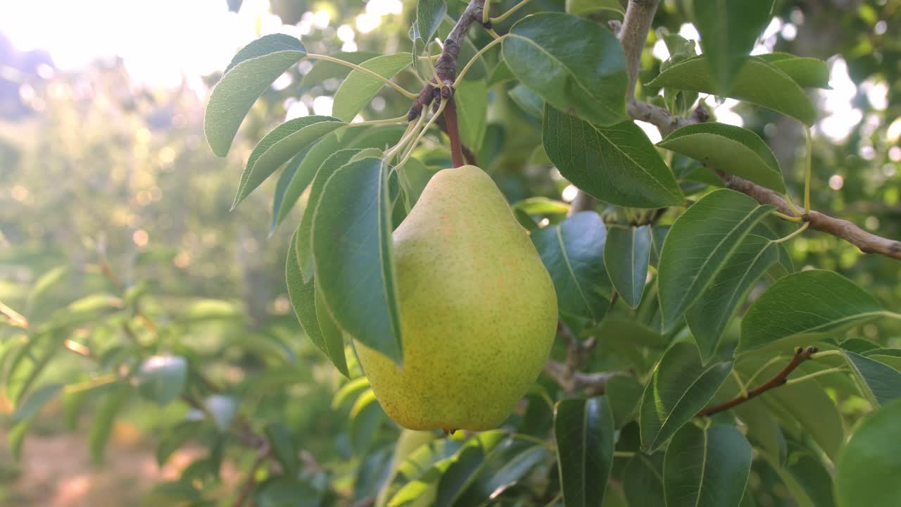 Primo piano stretto di una pera verde matura appesa a un albero, mentre una mano guantata si allunga per coglierla, con foglie illuminate dal sole e motion blur sullo sfondo