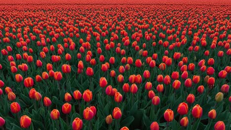 vibrant field of tulips: a stunning display of red and orange blooms underneath a clear sky, capturing the essence of spring in a lush landscape of natural beauty