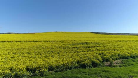 canola farmlands in the western cape