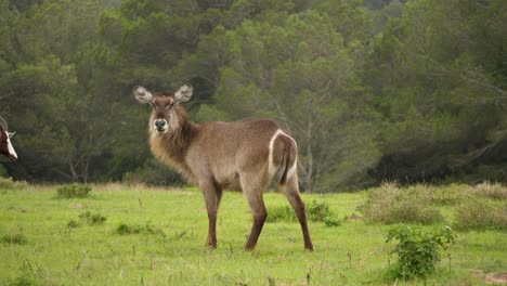 a female waterbuck stands tall on the vibrant green meadow, tracking shot