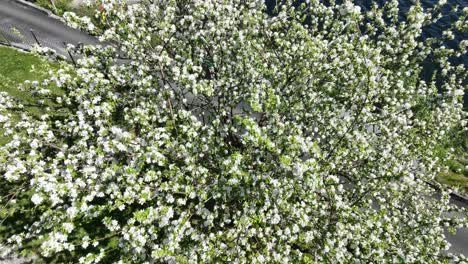 aerial over a single blooming apple tree in a private garden in western norway