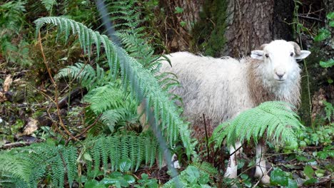 curious sheep grazing in wet misty mountain countryside national park wilderness