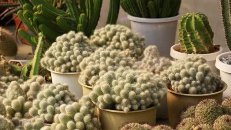 variety of potted cacti and succulents