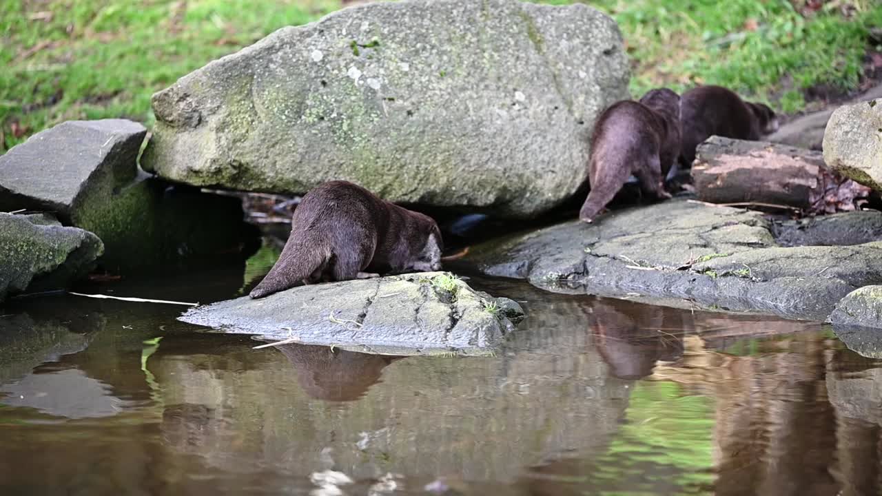 Famiglia di lontre che giocano sulle rocce vicino all'acqua.