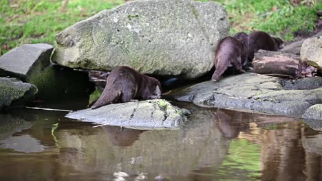 family of otters playing on the rocks next to the water