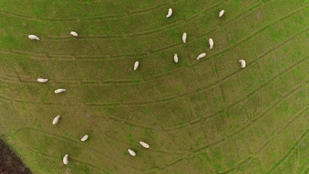 овцы пасутся в поле