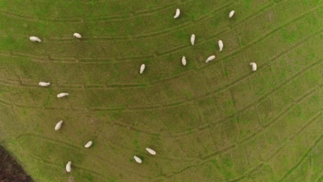 sheeps grazing in the field