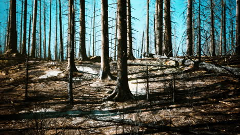 burnt forest landscape after wildfire