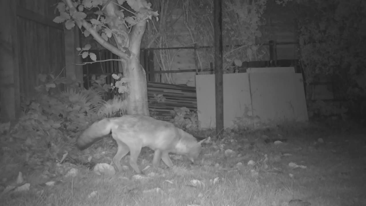 땅에서 냄새를 맡고 도망가는 도시 여우