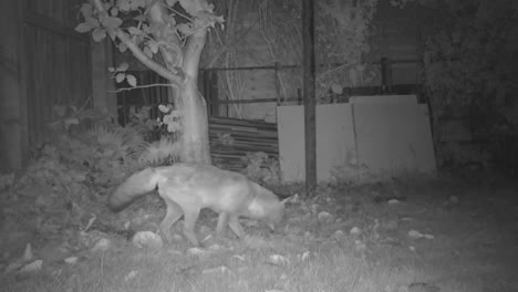 an urban fox runs off after smelling something on the grounds