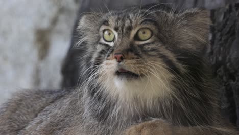 primer plano de un gato del bosque