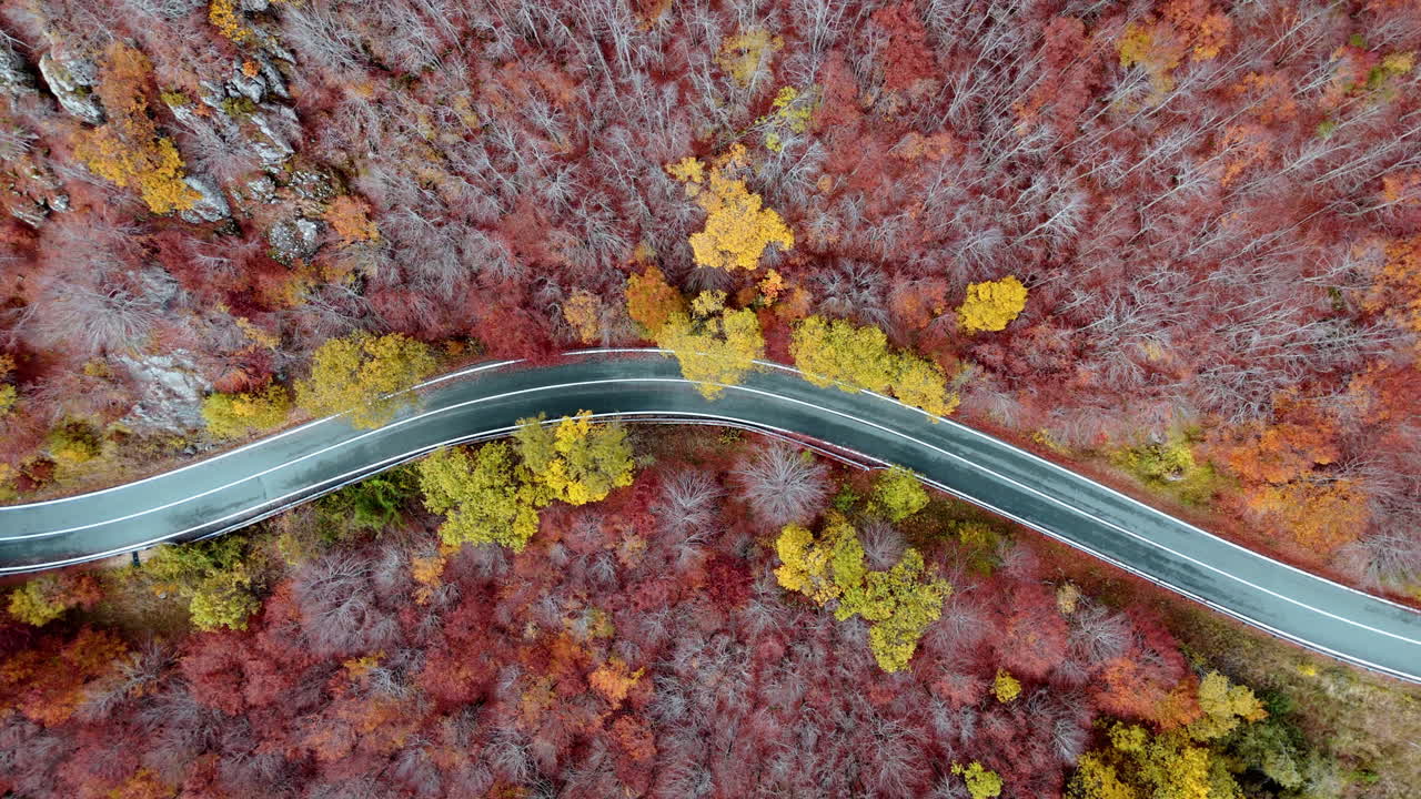 Aerial view of a curved road through vibrant autumn forest