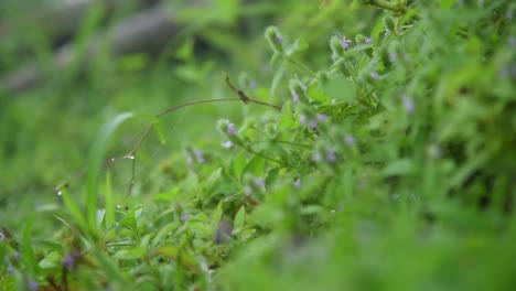 Random-small-flowers-shot-at-Bisle-Ghat-KA-India