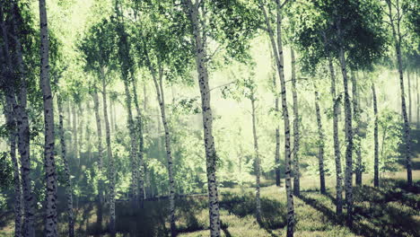 Sunrise or sunset in a spring birch forest with rays of sun shining