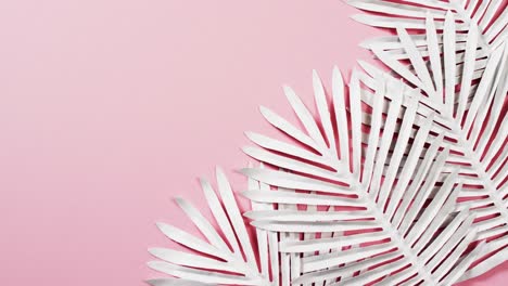 video of white plant leaves with copy space on pink background