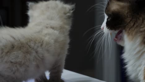 infant baby underage ragdoll cat kitten with mom