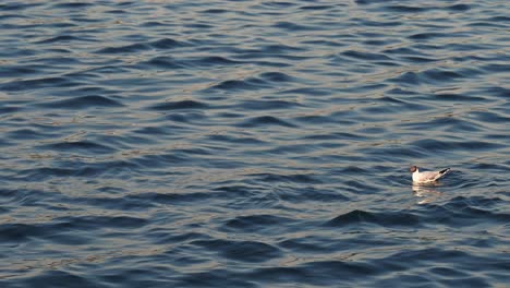 an injured black-headed gull floats on the seawater during the early morning