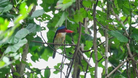 Gesehen-Im-Laub-Gehockt,-Wenn-Die-Kamera-Herauszoomt,-Gebänderter-Eisvogel-Lacedo-Pulchella,-Nationalpark-Kaeng-Krachan,-Thailand