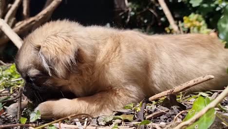 Standbild-Eines-Tibetischen-Spaniels,-Der-Sich-Hinlegt-Und-Mit-Dem-Dreck-Spielt