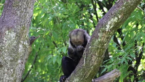 Close-up-shot-of-wilds-golden-bellied-Capuchin-monkey-perched-on-tree-eating-in-sunlight