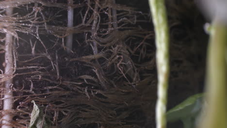 Extreme-close-Macro-look-at-plant-roots-moving-in-ground-soil