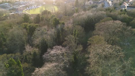bury st edmunds in england showcasing lush winter trees and a glimpse of a parking lot, casting long shadows, aerial view