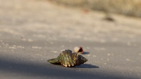 hermit crab moving slowly across sandy beach