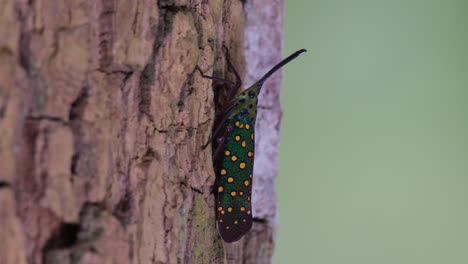 Seen-from-the-side-as-the-camera-zooms-out,-Saiva-gemmata-Lantern-Bug,-Thailand