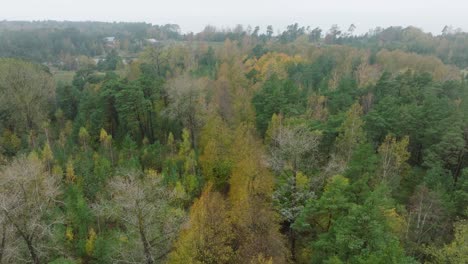 Establecimiento-De-Una-Vista-Del-Callejón-De-Tilos-De-Otoño,-Camino-Vacío,-Hojas-Amarillas-De-Un-Tilo-En-El-Suelo,-Escena-Natural-Idílica-De-Caída-De-Hojas,-Día-Nublado-De-Otoño,-Amplio-Disparo-De-Drones-Avanzando