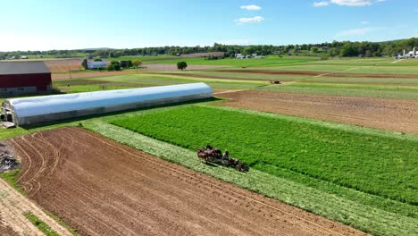 working horses on amish farm field during sunny day in summer in countryside of lancaster, pennsylvania