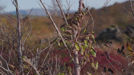 las hojas pierden su color en la ráfaga de otoño