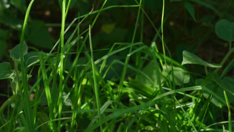 grassy sunrise macro,  parallax slow motion 4k