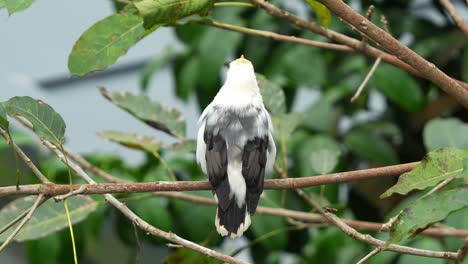 Wild-black-winged-myna,-acridotheres-melanopterus-with-a-mask-like-patch-of-bare-yellow-skin-around-the-eyes-perched-on-tree-branch,-wondering-around-its-surrounding-environment,-close-up-shot