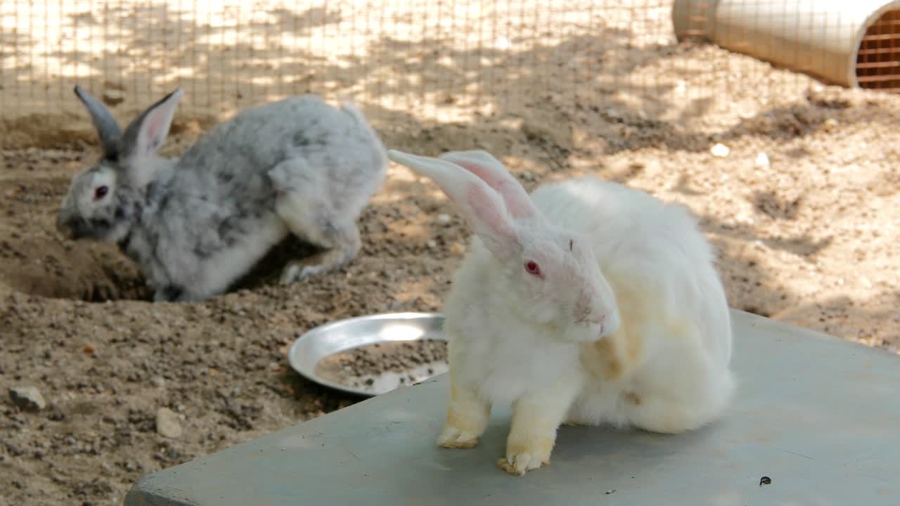 모래 땅 에 있는 토끼 집단