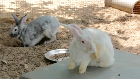 un grupo de conejos en el suelo de arena