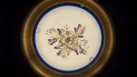 fascinating microstructures captured under magnification: exploring the intricate details of snowflake crystals in stunning clarity