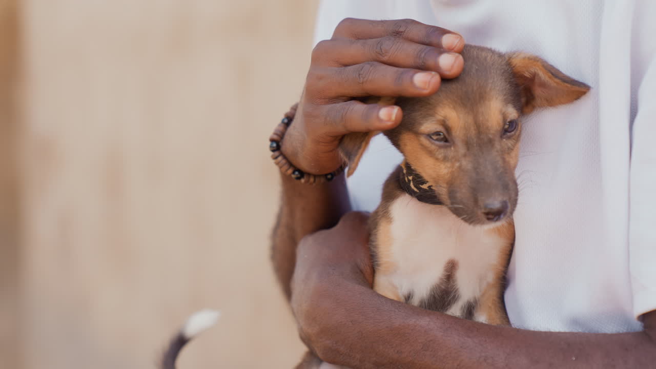 Rescatador sosteniendo a un cachorro soñoliento en un momento de paz. El santuario de calma de un hombre acunando suavemente a un tierno cachorro bajo cálidos rayos. Hombre compasivo que sostiene suavemente a un cachorro que descansa en un entorno sereno e iluminado por el sol.
