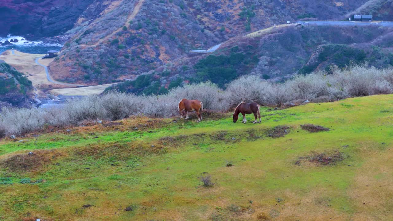 Two Untamed Horses on Green Cliff of Oki Island, Nishinoshima, Japan Aerial View