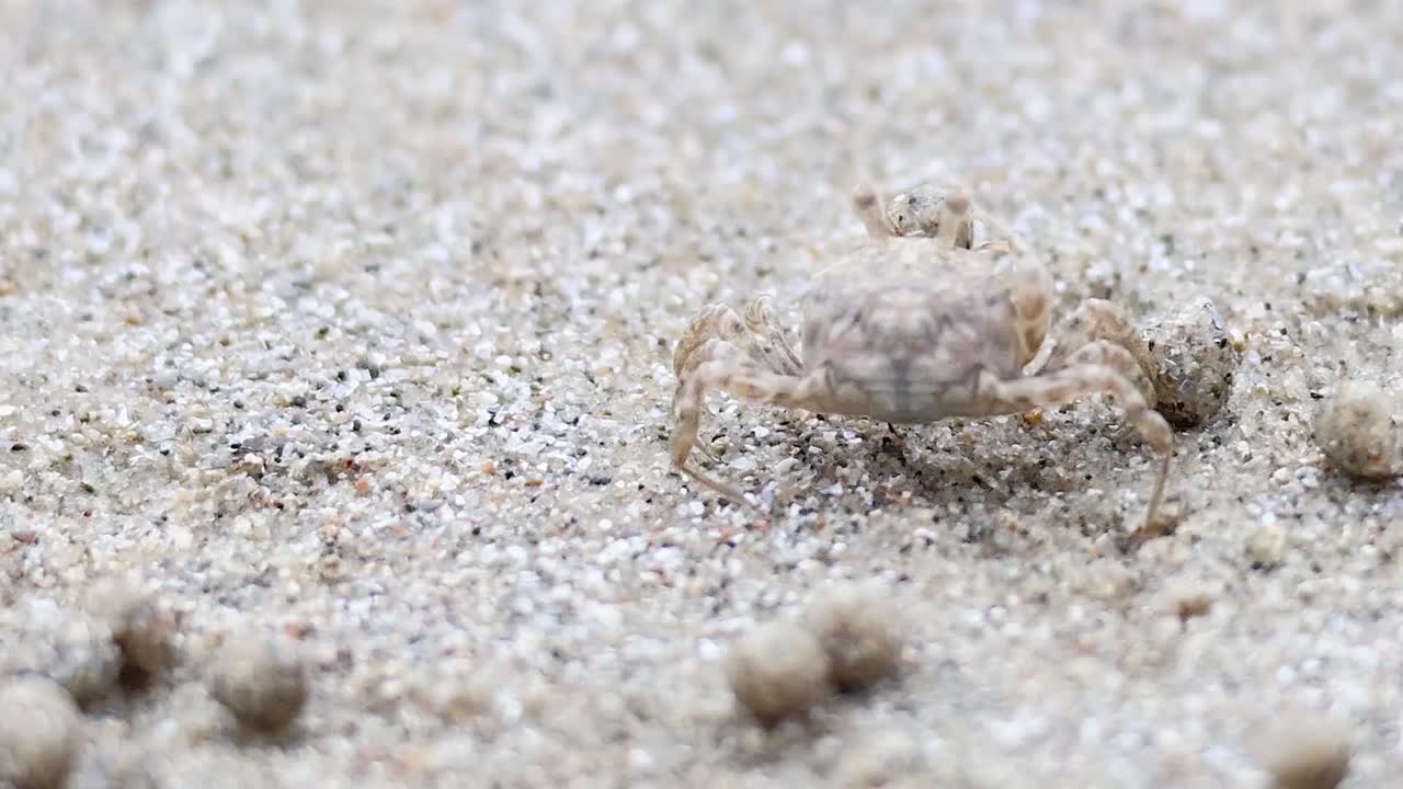 A ghost crab blends into the sandy beach, surrounded by small sand balls, showcasing its natural camouflage.