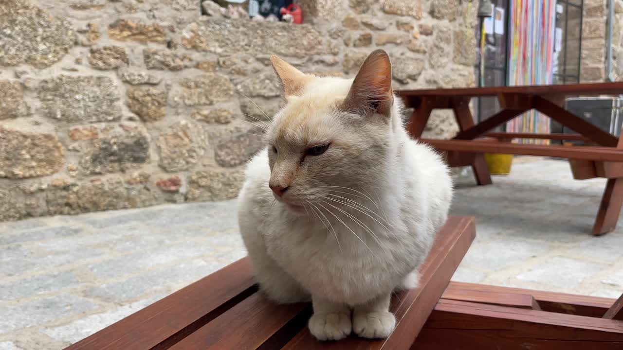 Gatto davanti a una tradizionale casa in pietra.