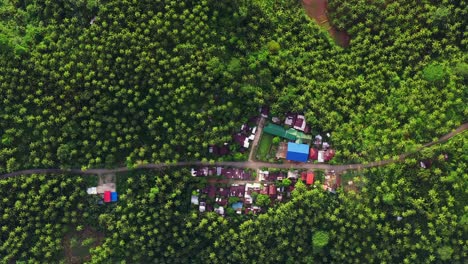 Shaggy-Palm-Trees-At-Barangay-Bantawon-In-Saint-Bernard,-Province-Of-Southern-Leyte,-Philippines