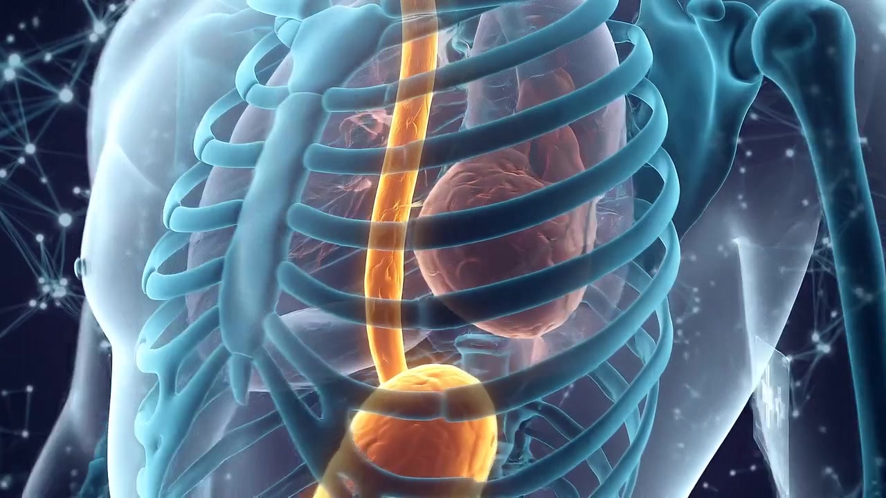 Human Skeletal and Internal Organs 3D Visualization Showing Digestive System