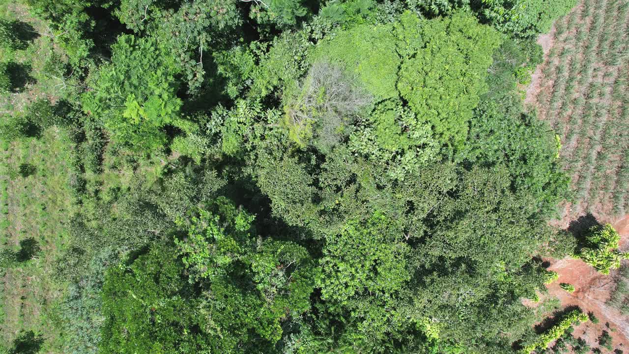 vista aérea de árboles y plantaciones